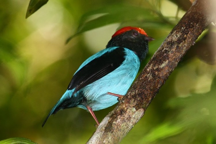 Tangará - Foto: Foco na Natureza - Todos os direitos reservados