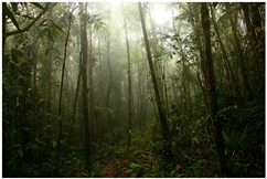 Serra da Bocaina. Clique para ampliar. Foto: Foco na Natureza - Todos os direitos reservados