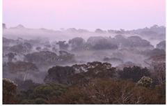 Foco na Natureza - Todos os direitos reservados