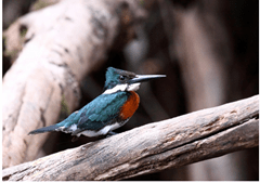 Foco na Natureza - Todos os direitos reservados