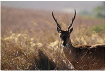 Foco na Natureza - Todos os direitos reservados Foco na Natureza - Todos os direitos reservados