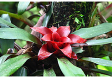 Foco na Natureza - Todos os Direitos Reservados