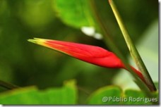 Foto: Públio Rodrigues - Todos os direitos reservados