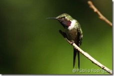 Foto: Públio Rodrigues - Todos os direitos reservados