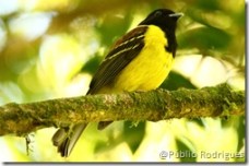 Foto: Públio Rodrigues - Todos os direitos reservados