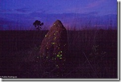 Foco na Natureza - Todos os direitos reservados