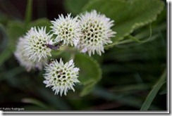 Foco na Natureza - Todos os direitos reservados