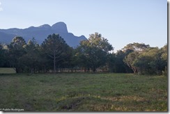 pico papagaio