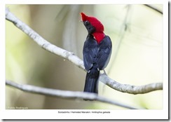 Serra da Bodoquena-40