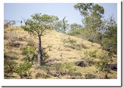 Serra da Bodoquena-47