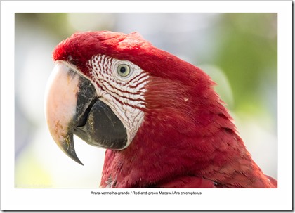 Serra da Bodoquena-57