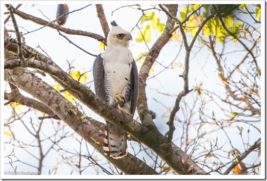 Gavião-de-penacho / Ornate Hawk-eagle / Spizaetus ornatus 