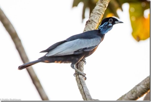 Anambé-pombo/Bare-necked Fruitcrow/Gymnoderus foetidus