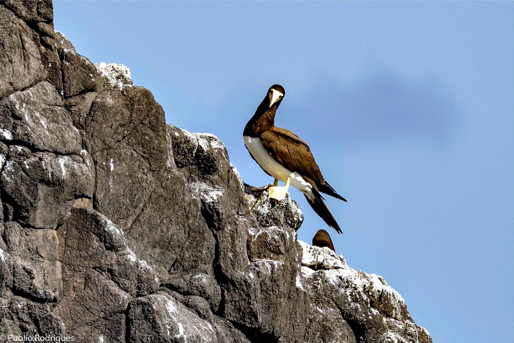 Atoba pardo_Foto Publio Rodrigues